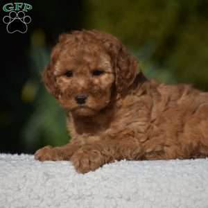 Kelly, Miniature Poodle Puppy